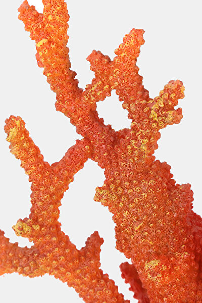 CORAL OBJECT 4