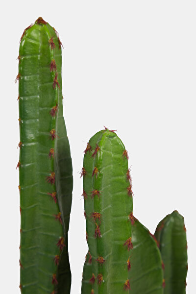 CACTUS 3