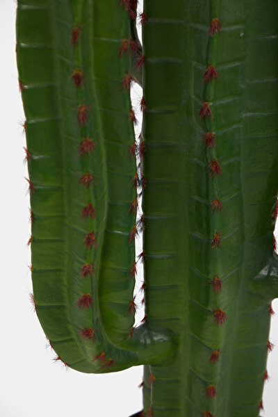 CACTUS 4