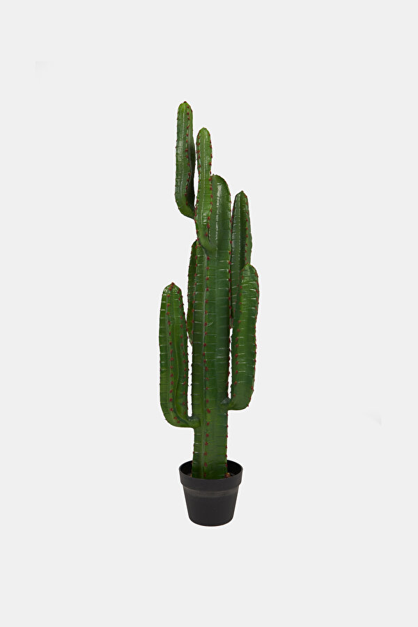 CACTUS 2