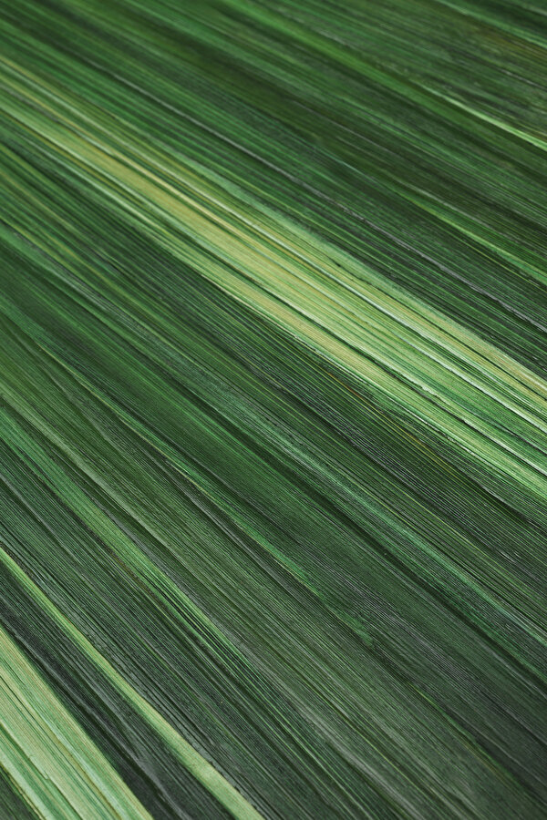 KUTU 6